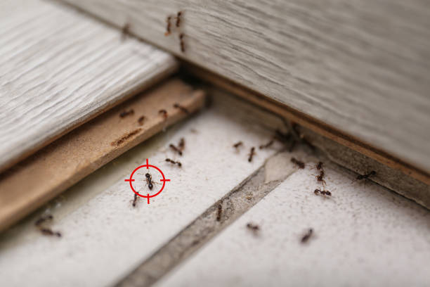 Spider Control Near Me in West Berlin, NJ